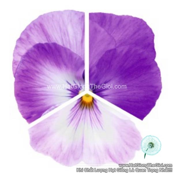 hat giong hoa pansy 7cm inspire plus marina lavender new