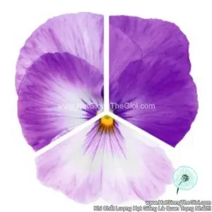 Hạt Giống Hoa Pansy 7CM INSPIRE PLUS Marina Lavender NEW