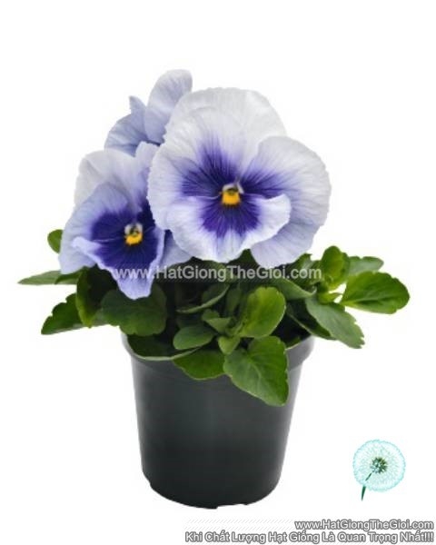 hat giong hoa pansy 7cm inspire plus metallic blue blotch