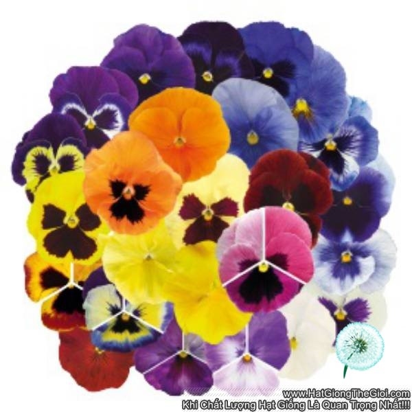 hat giong hoa pansy 7cm inspire plus mix