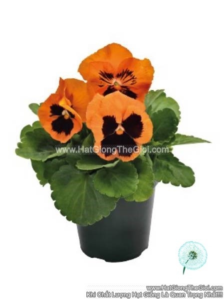 hat giong hoa pansy 7cm inspire plus orange blotch