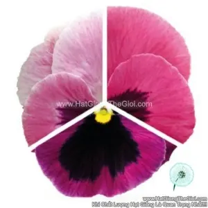 Hạt Giống Hoa Pansy 7CM INSPIRE PLUS Pink Shades