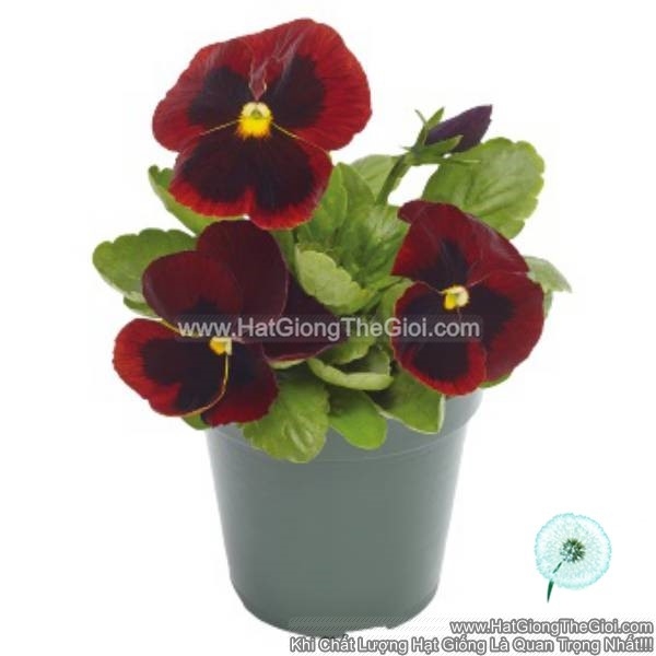 hat giong hoa pansy 7cm inspire plus red blotch