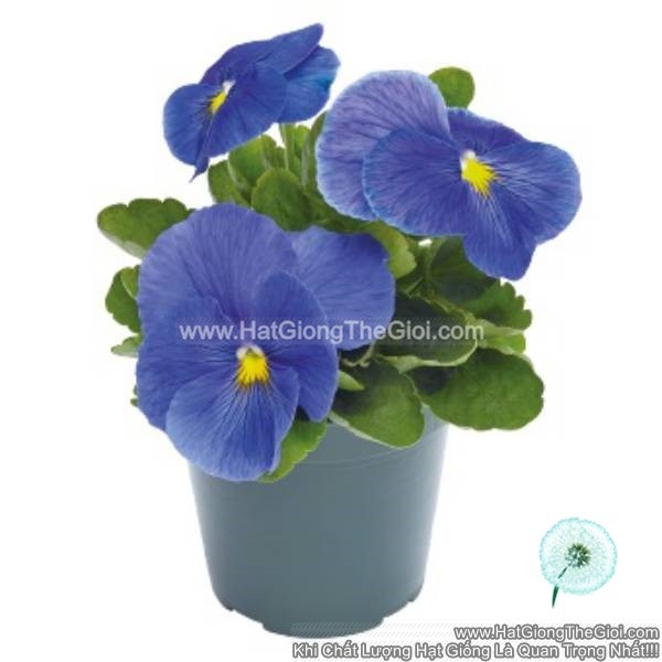 hat giong hoa pansy 7cm inspire plus true blue