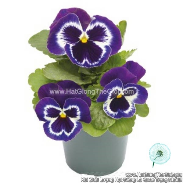 hat giong hoa pansy 7cm inspire plus violet face