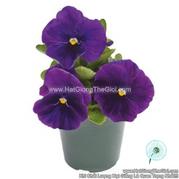 hat giong hoa pansy 7cm inspire plus violet