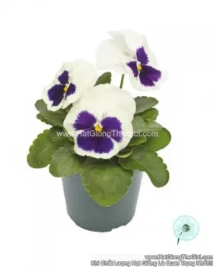 Hạt Giống Hoa Pansy 7CM INSPIRE PLUS White Blotch