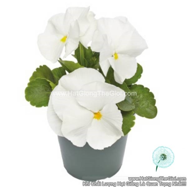 hat giong hoa pansy 7cm inspire plus white