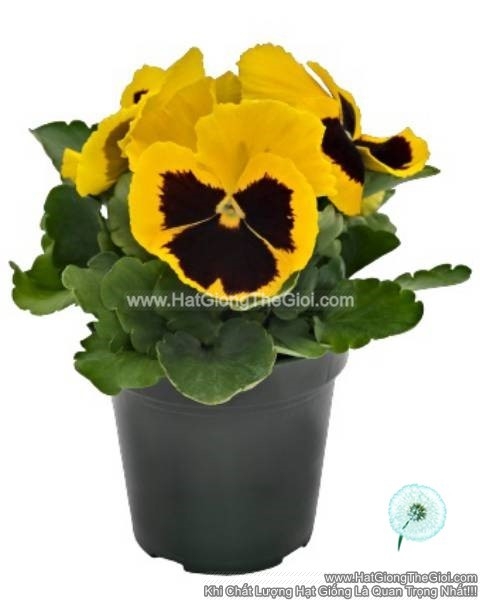 hat giong hoa pansy 7cm inspire plus yellow blotch