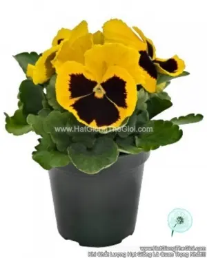 Hạt Giống Hoa Pansy 7CM INSPIRE PLUS Yellow Blotch