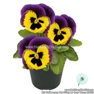 Hạt Giống Hoa Pansy 7CM INSPIRE PLUS Yellow Purple Wing