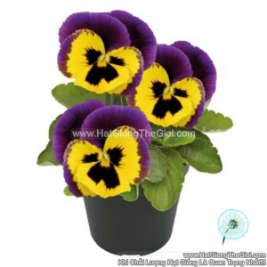 hat giong hoa pansy 7cm inspire plus yellow purple wing