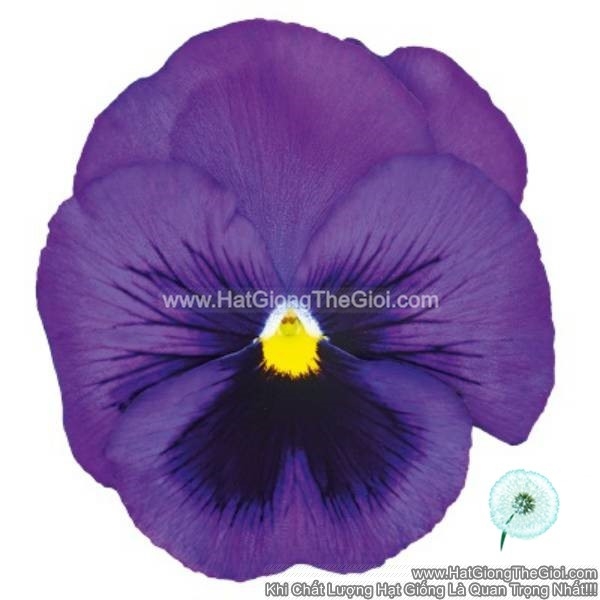 hat giong hoa pansy 8cm inspire deluxxe blue surprise