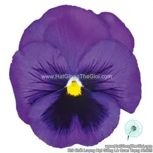 Hạt Giống Hoa Pansy 8CM INSPIRE DELUXXE Blue Surprise