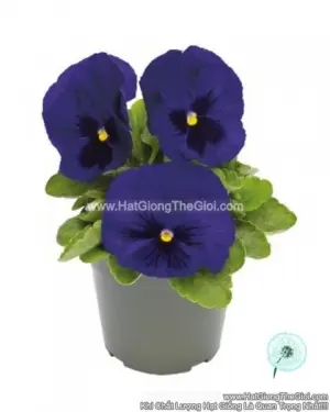 Hạt Giống Hoa Pansy 8CM INSPIRE DELUXXE Deep Blue Blotch