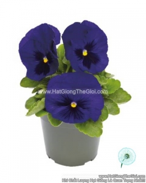 hat giong hoa pansy 8cm inspire deluxxe deep blue blotch