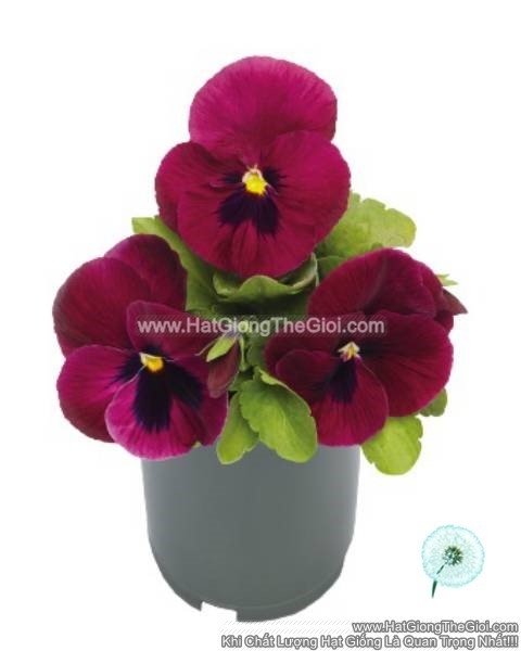 hat giong hoa pansy 8cm inspire deluxxe deep rose blotch