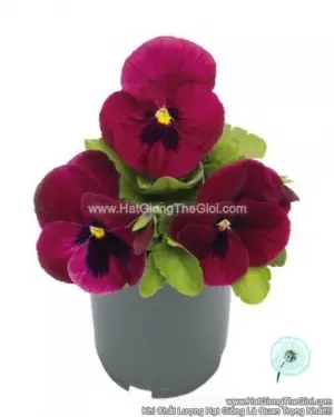 Hạt Giống Hoa Pansy 8CM INSPIRE DELUXXE Deep Rose Blotch
