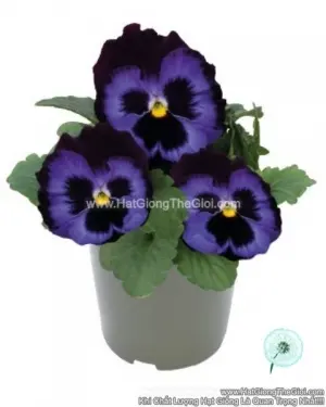 Hạt Giống Hoa Pansy 8CM INSPIRE DELUXXE Denim
