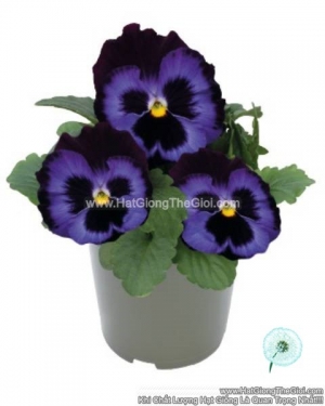 hat giong hoa pansy 8cm inspire deluxxe denim