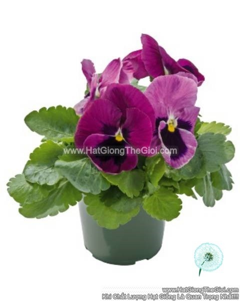 hat giong hoa pansy 8cm inspire deluxxe light rose blotch