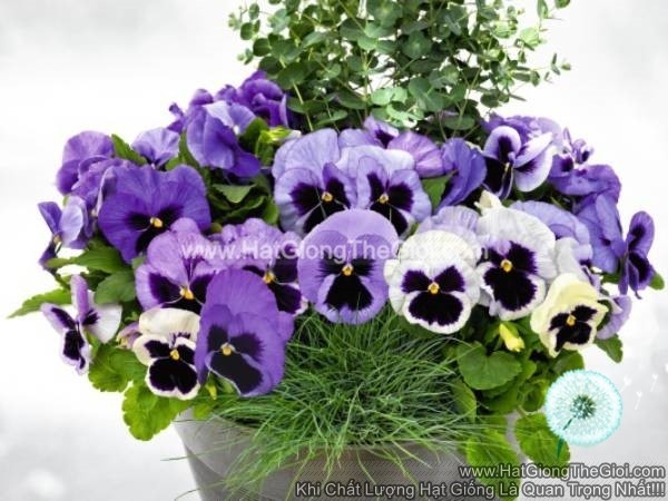 hat giong hoa pansy 8cm inspire deluxxe ocean