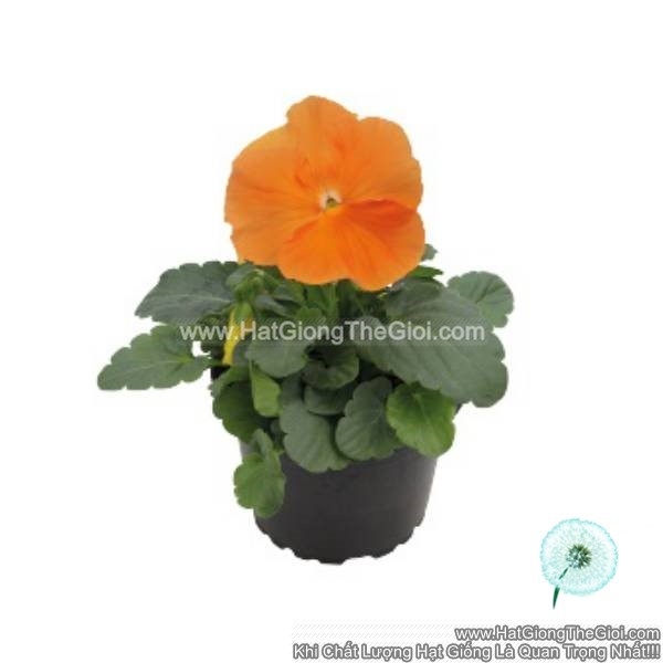 hat giong hoa pansy 8cm inspire deluxxe orange