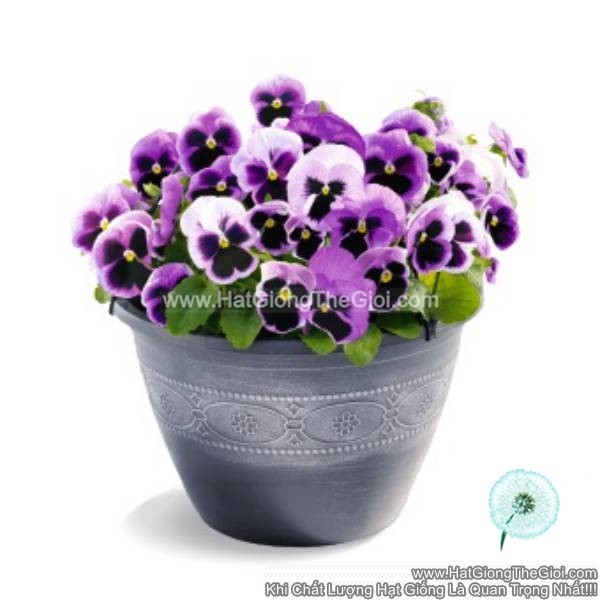 hat giong hoa pansy 8cm inspire deluxxe pink surprise blotch