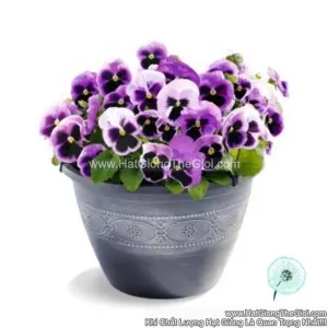 Hạt Giống Hoa Pansy 8CM INSPIRE DELUXXE Pink Surprise Blotch