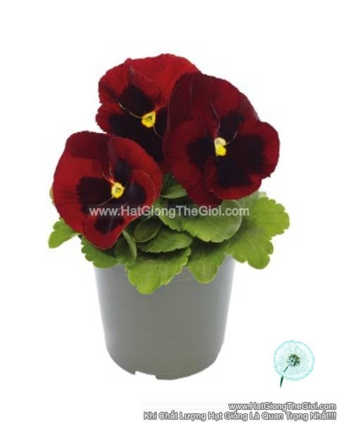 hat giong hoa pansy 8cm inspire deluxxe red blotch
