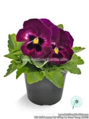Hạt Giống Hoa Pansy 8CM INSPIRE DELUXXE Rose Velour