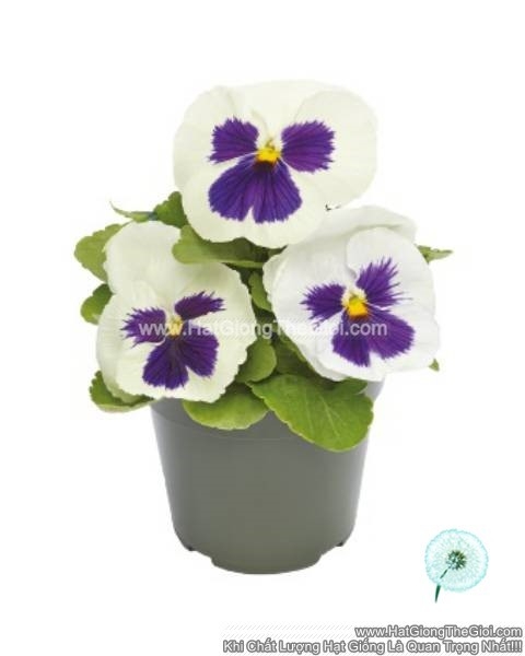 hat giong hoa pansy 8cm inspire deluxxe white blotch