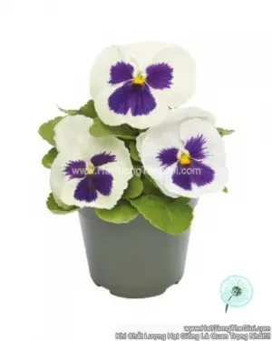 Hạt Giống Hoa Pansy 8CM INSPIRE DELUXXE White Blotch