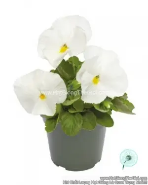Hạt Giống Hoa Pansy 8CM INSPIRE DELUXXE White