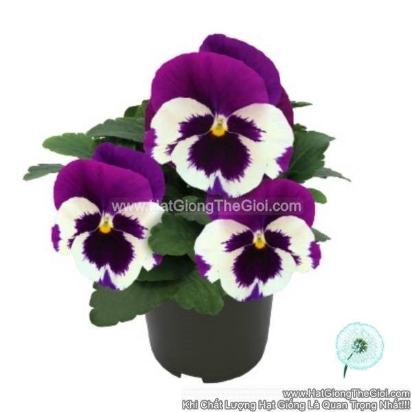 hat giong hoa pansy 8cm inspire deluxxe white violet wing
