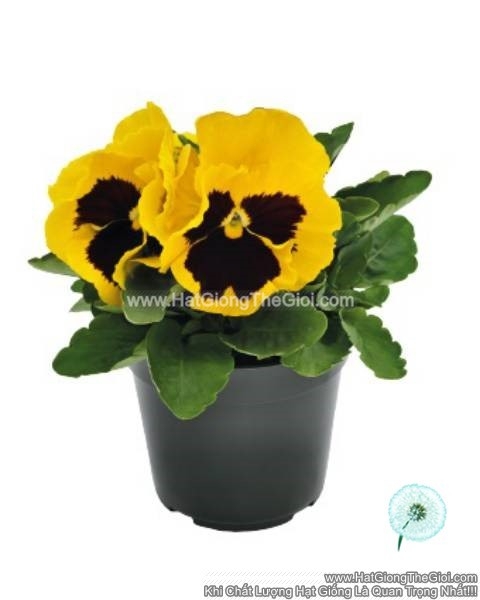 hat giong hoa pansy 8cm inspire deluxxe yellow blotch