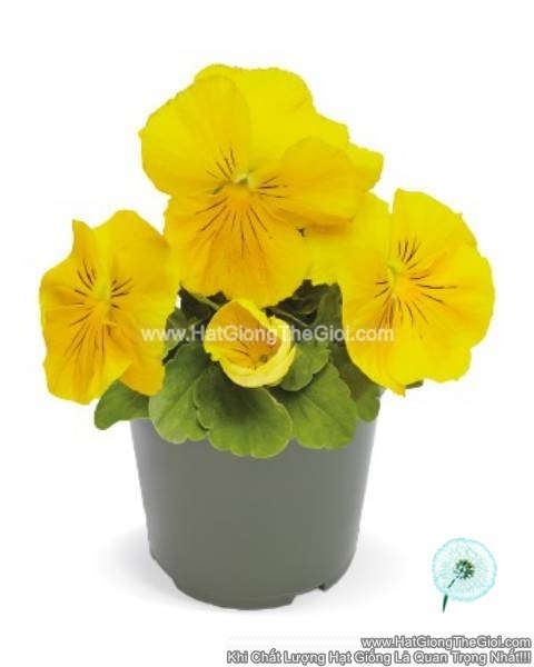 hat giong hoa pansy 8cm inspire deluxxe yellow