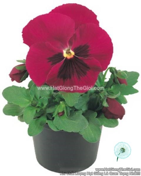 hat giong hoa pansy bong7cm inspire carmine blotch