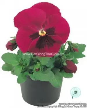 Hạt Giống Hoa Pansy Bong7cm INSPIRE Carmine Blotch