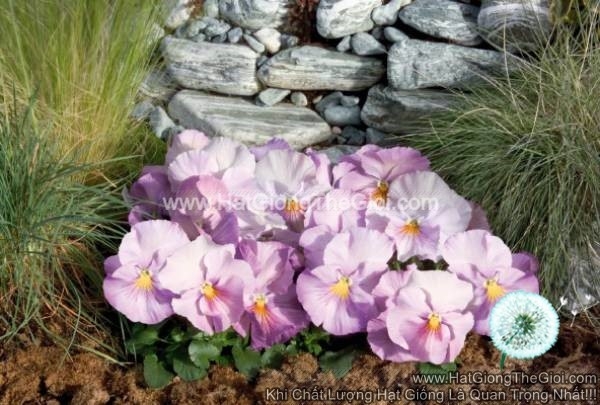 hat giong hoa pansy bong7cm inspire lavender pink