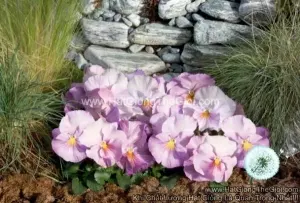 Hạt Giống Hoa Pansy Bong7cm INSPIRE Lavender Pink