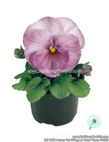 hat giong hoa pansy bong7cm inspire lilac shades