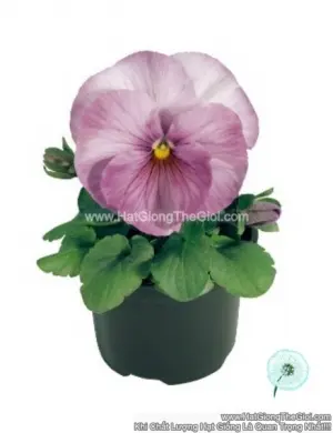 Hạt Giống Hoa Pansy Bong7cm INSPIRE Lilac Shades