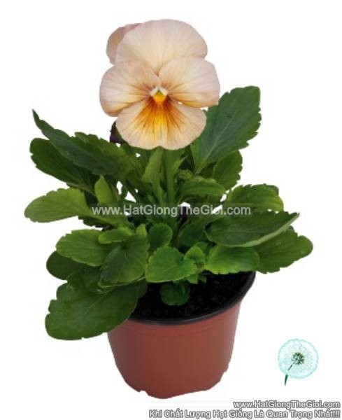 hat giong hoa pansy bong7cm inspire peach shades
