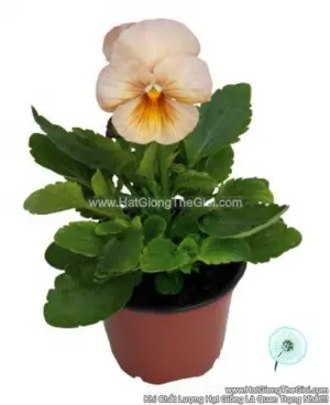 Hạt Giống Hoa Pansy Bong7cm INSPIRE Peach Shades