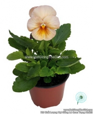 hat giong hoa pansy bong7cm inspire peach shades