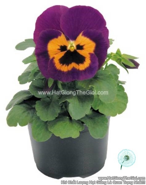 hat giong hoa pansy bong7cm inspire purple   orange