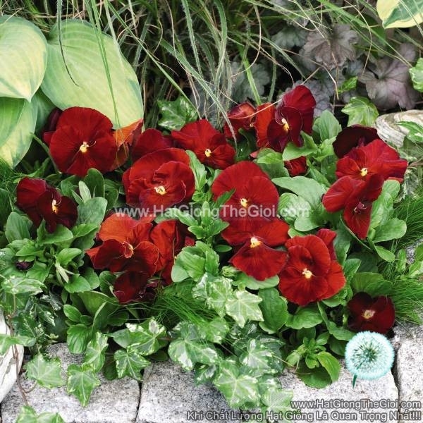 hat giong hoa pansy bong7cm inspire scarlet