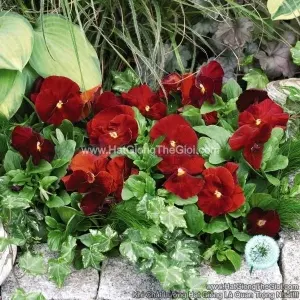 Hạt Giống Hoa Pansy Bong7cm INSPIRE Scarlet