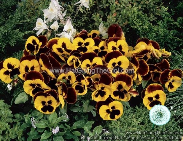 hat giong hoa pansy bong7cm inspire yellow red wing